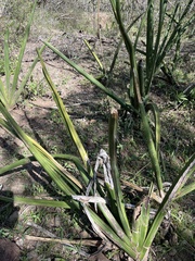 Sansevieria cylindrica