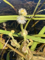 Sparganium fluctuans