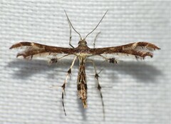 Capperia evansi