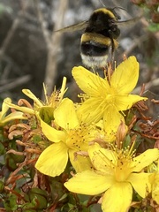 Bombus terrestris
