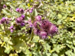 Arctium