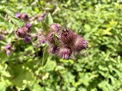 Arctium