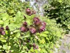 Arctium