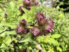 Arctium