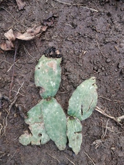 Ledebouria ovatifolia