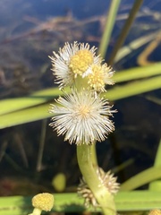 Sparganium fluctuans