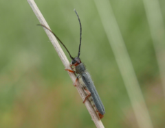Oberea erythrocephala