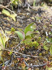 Salix arctophila