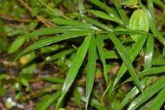 Sokinochloa chapelieri
