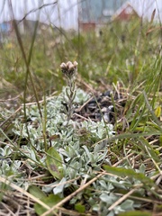 Antennaria canescens