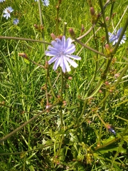Cichorium intybus