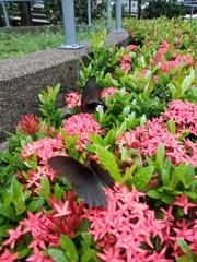 Papilio memnon agenor