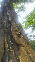 Trypoxylus dichotomus