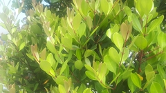 Syzygium glaucum