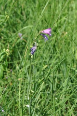 Gladiolus imbricatus