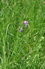 Gladiolus imbricatus
