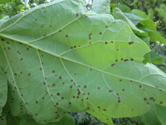 Alternaria catalpae