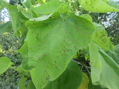 Alternaria catalpae