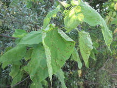 Alternaria catalpae