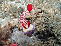Hypselodoris whitei
