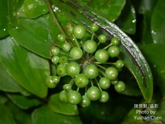 Smilax nipponica