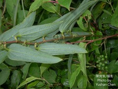 Smilax nipponica