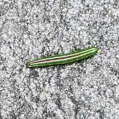 Lapara coniferarum