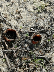 Peziza ammophila