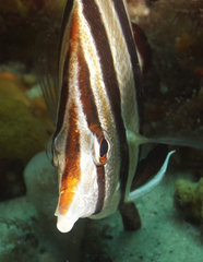 Chelmonops truncatus