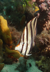 Chelmonops truncatus