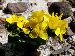 Sebaea ambigua