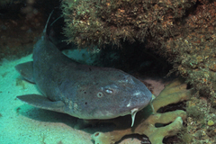 Brachaelurus waddi