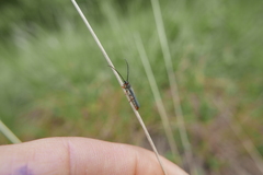 Oberea erythrocephala