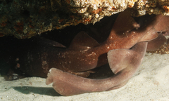 Brachaelurus waddi