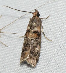 Dioryctria pygmaeella
