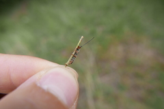 Oberea erythrocephala