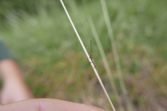 Oberea erythrocephala