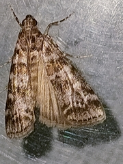Scoparia pyralella