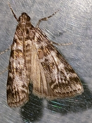 Scoparia pyralella