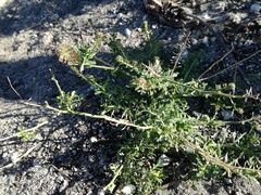 Lepidium ecklonii