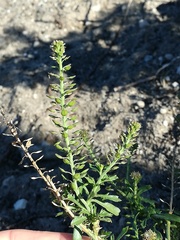 Lepidium ecklonii