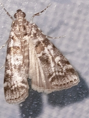 Scoparia pyralella