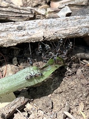Camponotus flavomarginatus