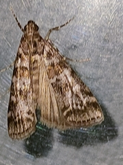 Scoparia pyralella