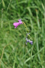 Gladiolus imbricatus