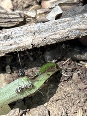 Camponotus flavomarginatus