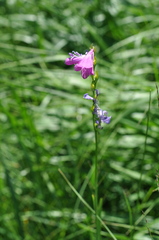 Gladiolus imbricatus