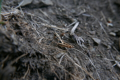 Stenobothrus eurasius