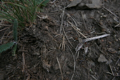 Stenobothrus eurasius