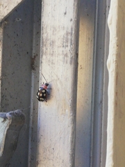 Alagoasa bipunctata perennis